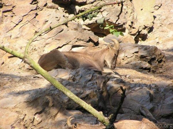 Himalayan tahr