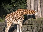 Northern giraffe