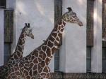 Reticulated giraffe