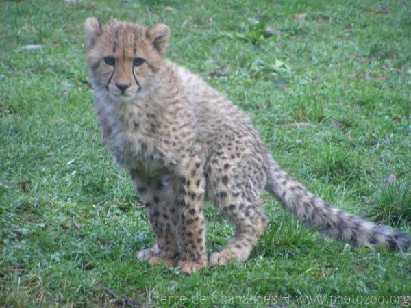 Southern Cheetah