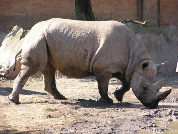 Eastern black rhinoceros