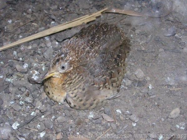 Yellow-legged buttonquail *