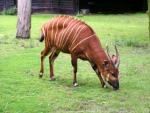 Eastern bongo