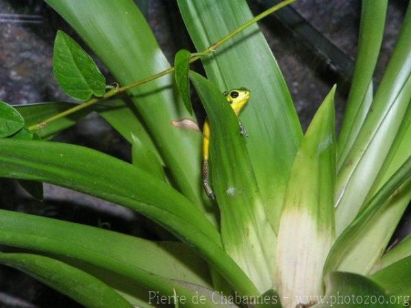 Strawberry poison-frog