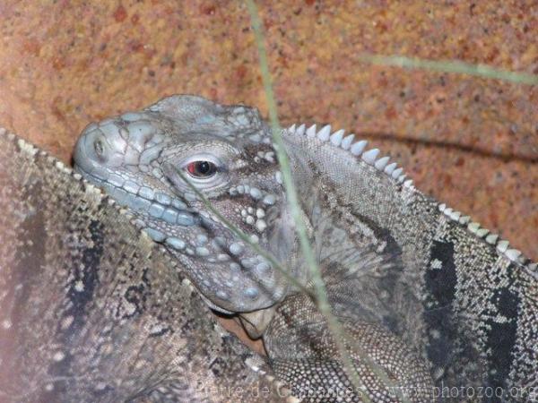 Cuban rock iguana