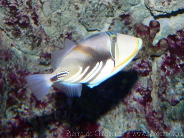 White-banded triggerfish