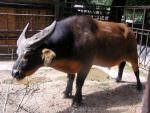 Forest buffalo *