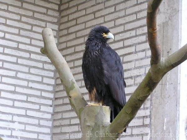 Striated caracara