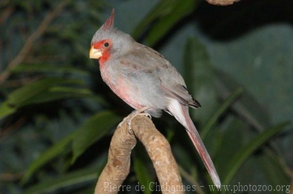 Pyrrhuloxia