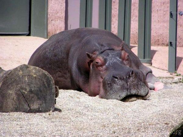 Common hippopotamus