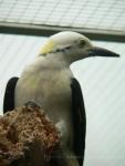 White woodpecker *