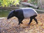 Malayan tapir