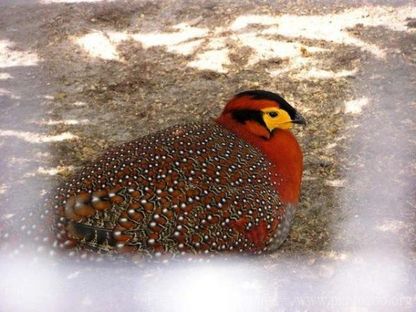 Blyth's tragopan *