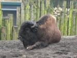 Wood bison *