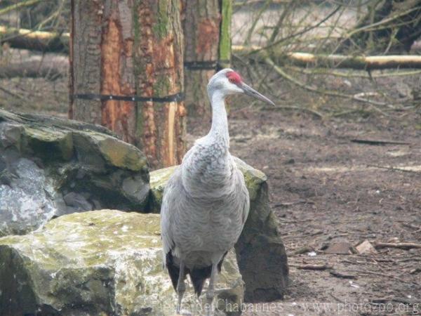 Sandhill crane *