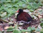 Wattled jacana *