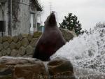 Steller's sea-lion