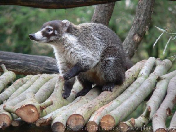 White-nosed coati