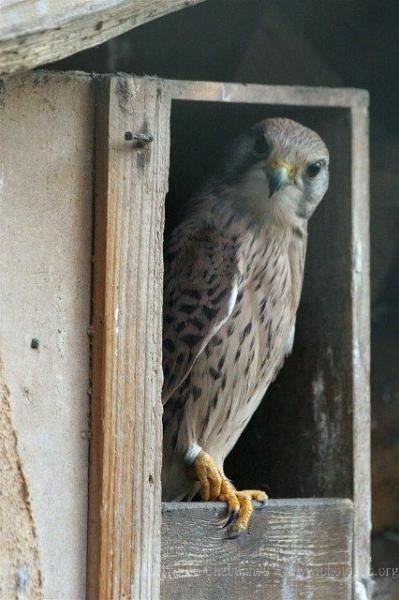 Common kestrel