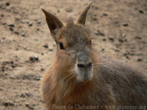 Patagonian mara