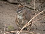 Parma wallaby