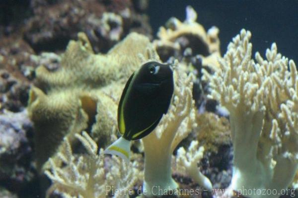 Whitecheek surgeonfish