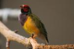 Gouldian finch