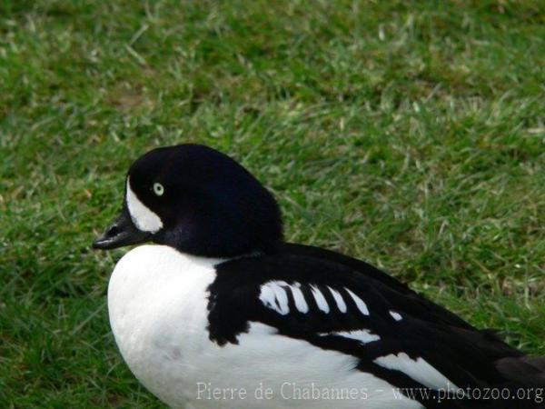 Barrow's goldeneye