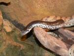 Dwarf sand boa