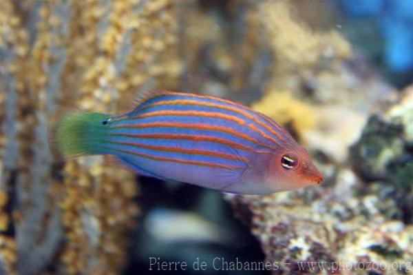 Sixline wrasse
