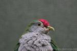 Beautiful fruit-dove