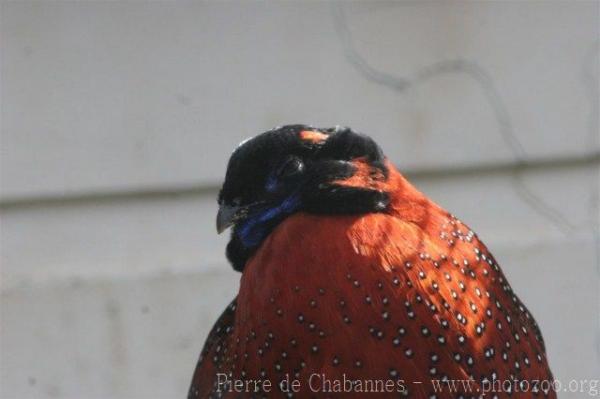 Satyr tragopan