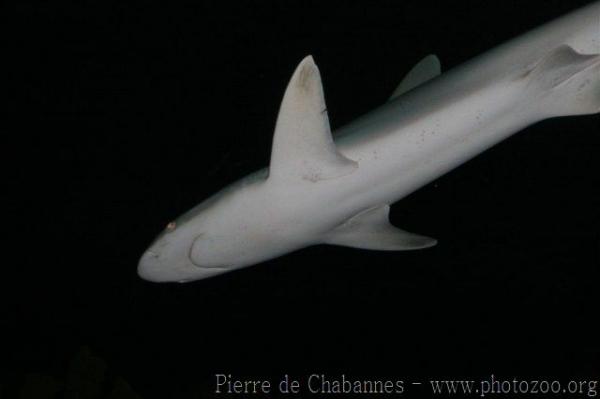 Blacknose shark