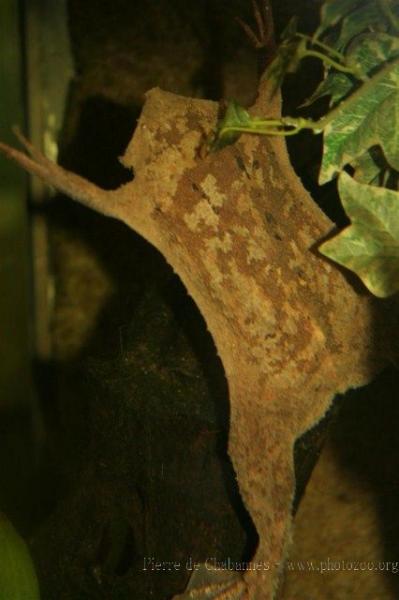 Suriname toad