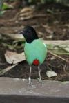 Western hooded pitta *