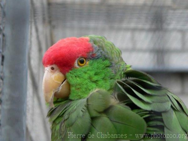 Red-crowned amazon *