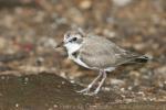 Kentish plover *