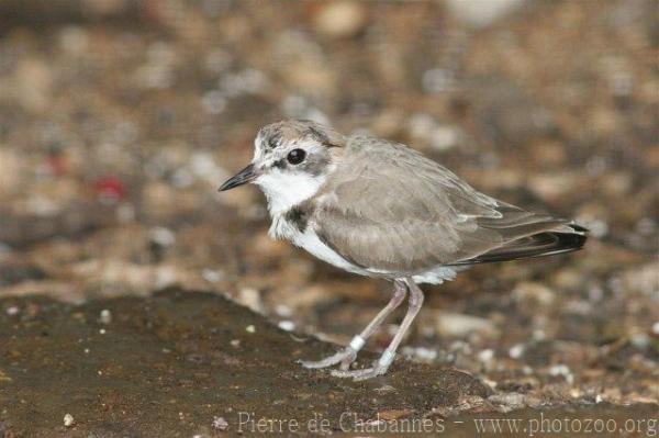 Kentish plover *