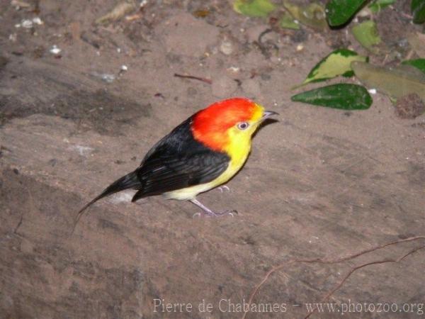 Wire-tailed manakin *