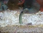 Spotted garden-eel