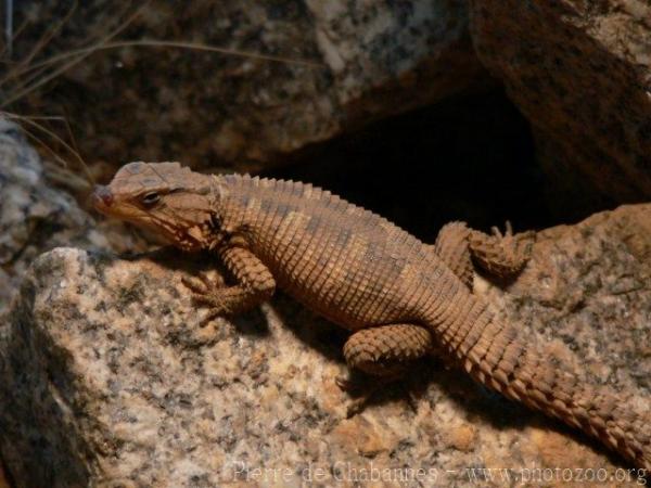 Karoo girdled lizard