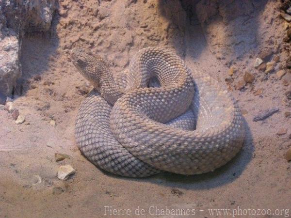 Aruba island rattlesnake