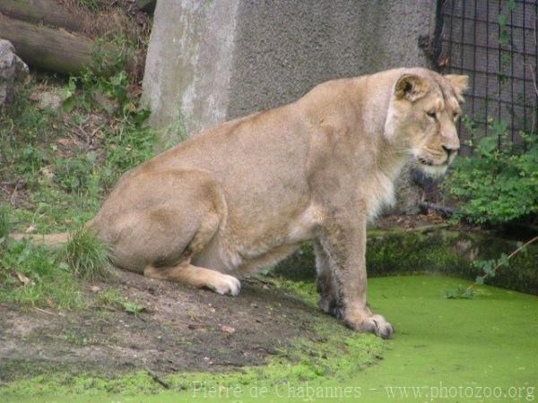 West-African (Asian) lion