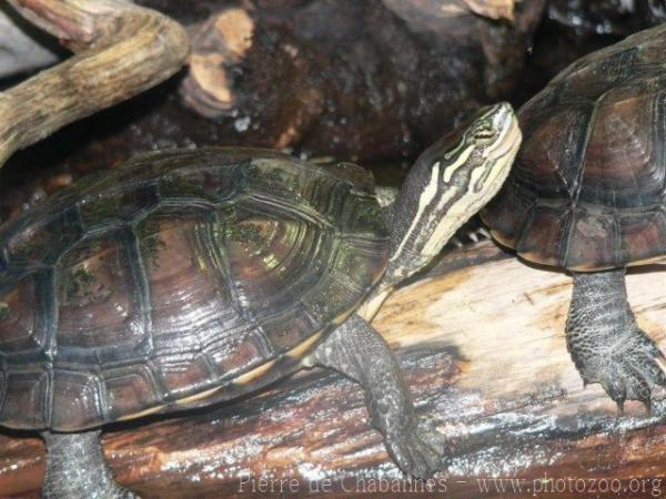 Annam leaf turtle