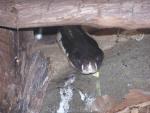 Siamese spitting cobra