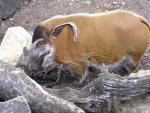 Red river hog