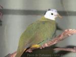 Black-naped fruit-dove