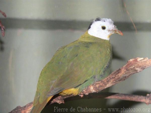 Black-naped fruit-dove