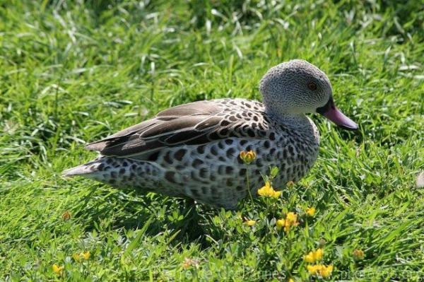 Cape teal