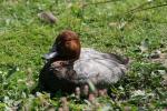 Common pochard